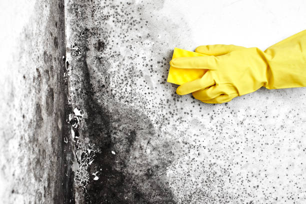 Best Attic Mold Remediation in Sherwood, WI