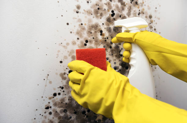Best Preventive Mold Services in Sherwood, WI