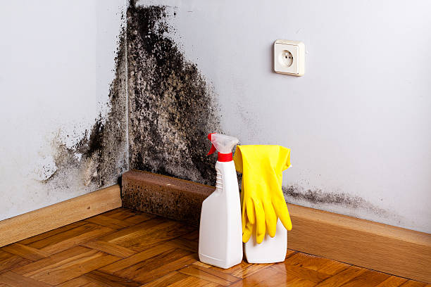 Best Post-Flood Mold Remediation in Sherwood, WI