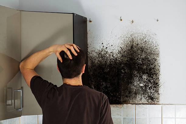 Best White Mold Remediation in Sherwood, WI